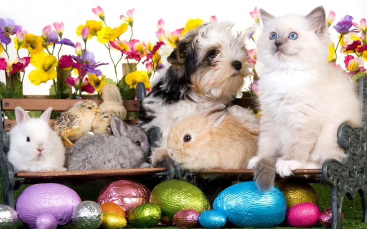 kitten, Dog, Puppy, Rabbits, Chickens, Eggs, Flowers, Easter HD Wallpaper Desktop Background