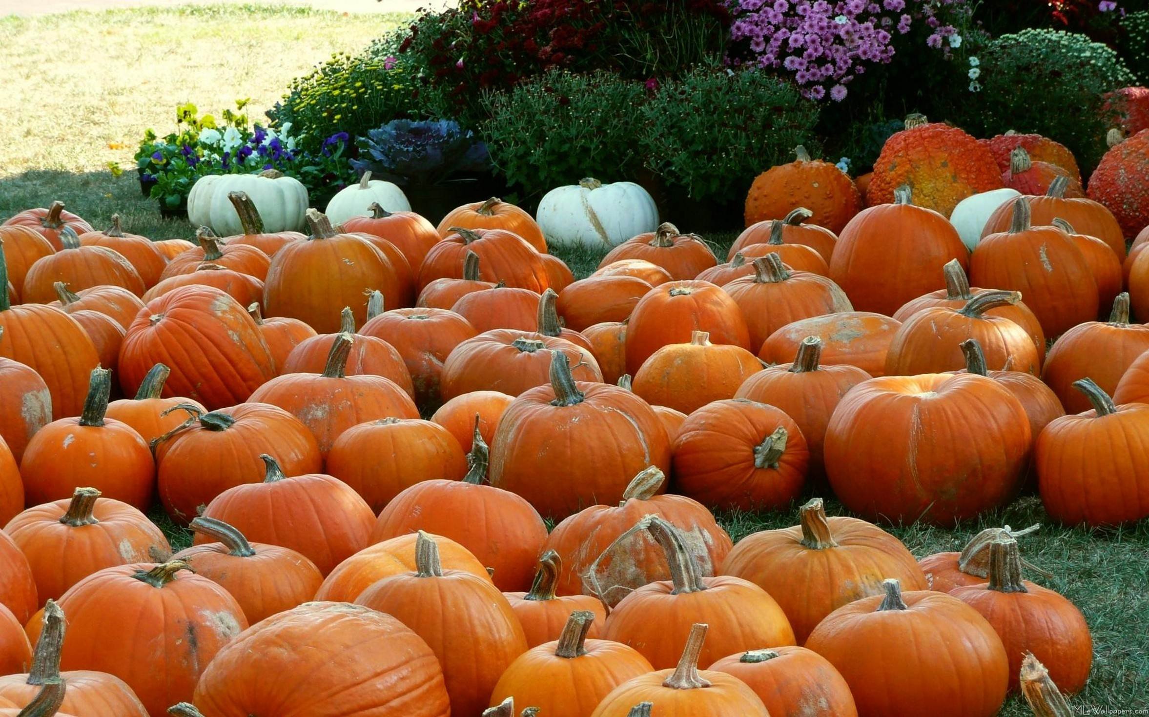 autumn, Trees, Nature, Landscape, Leaf, Leaves, Pumpkin, Thanksgiving, Halloween Wallpaper