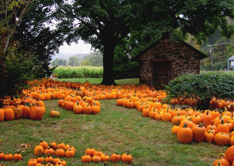 pumpkin, Patch, Halloween, Autumn Wallpapers HD / Desktop and Mobile ...