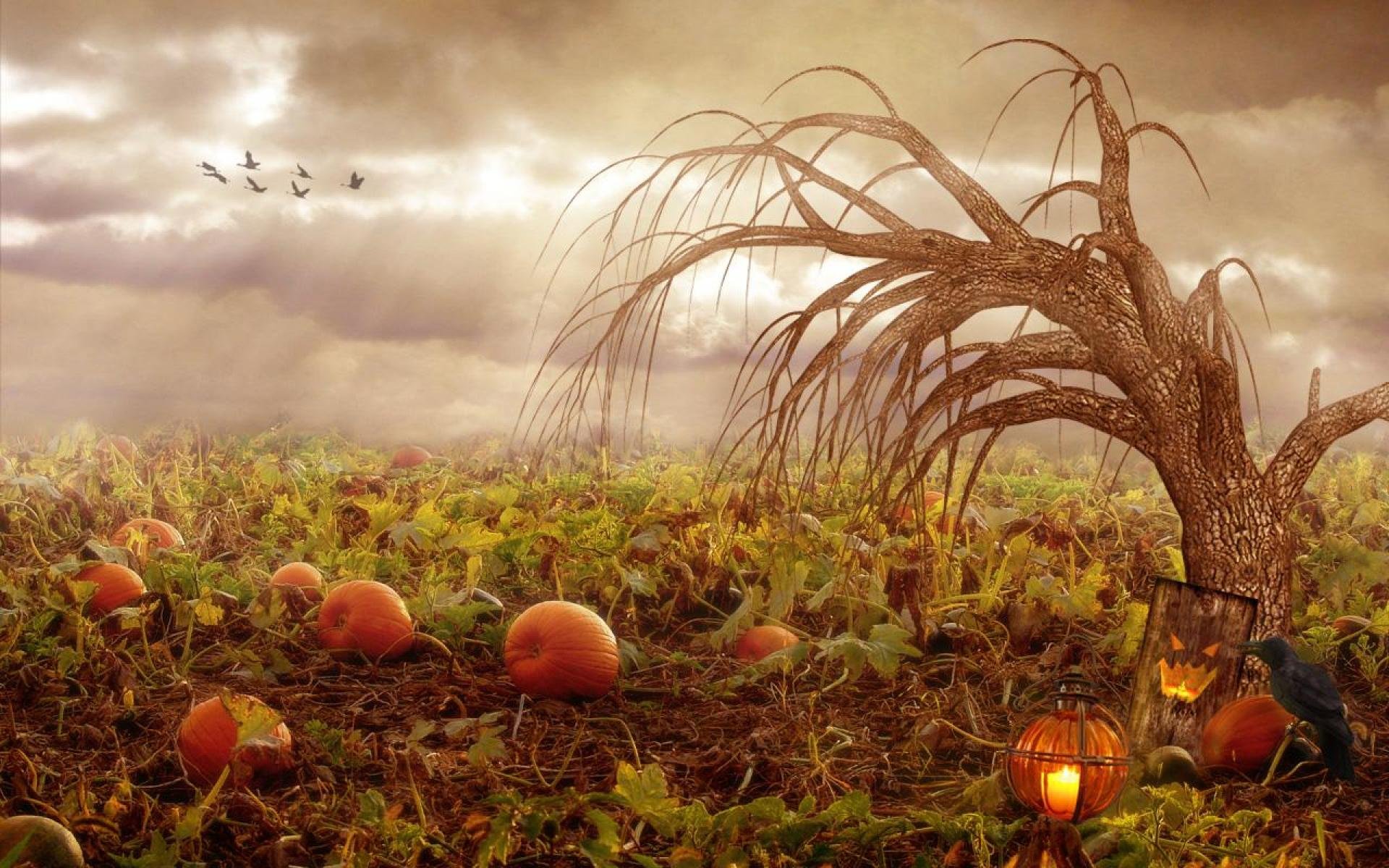 pumpkin, Patch, Halloween, Autumn Wallpaper