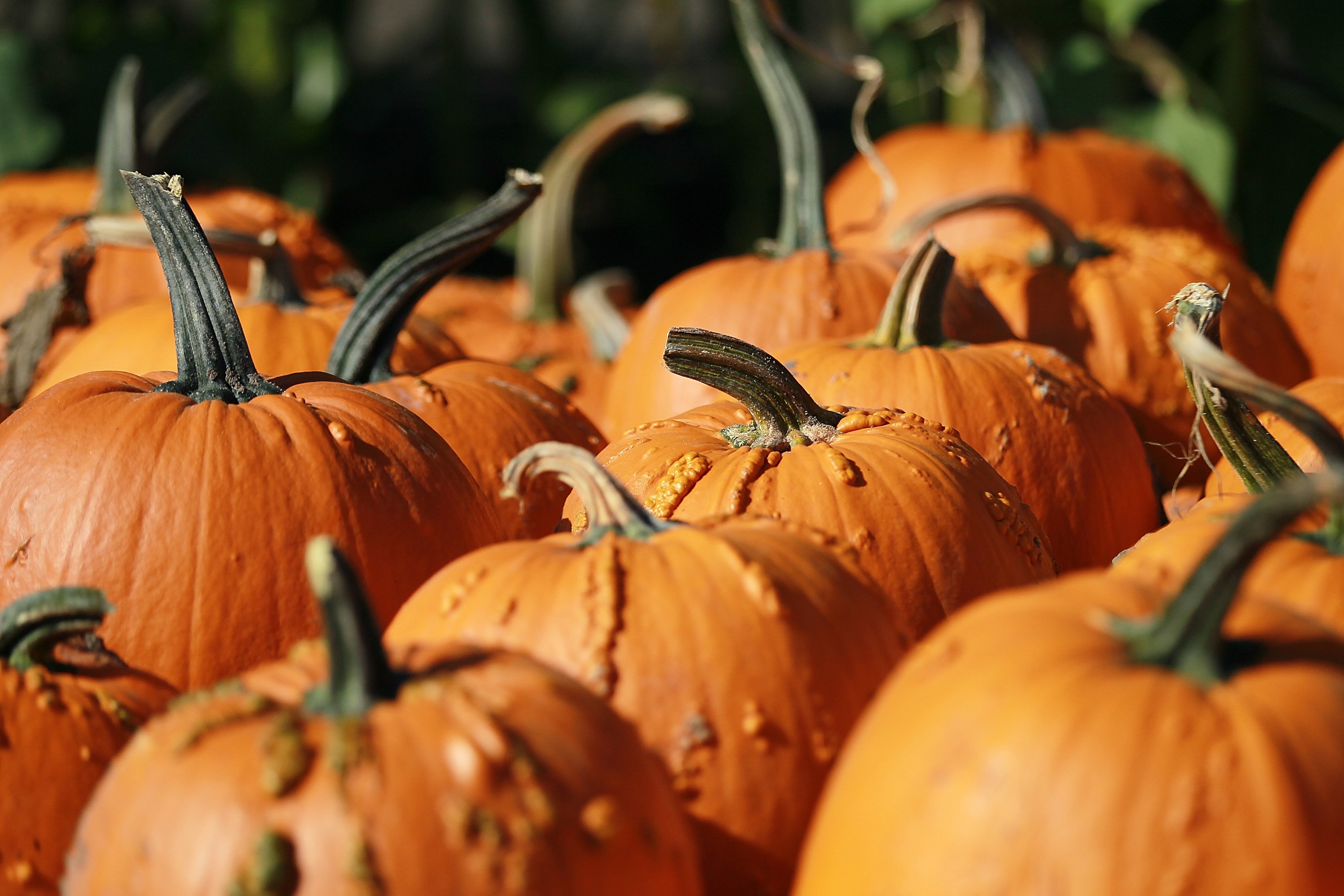 pumpkin, Patch, Halloween, Autumn Wallpaper