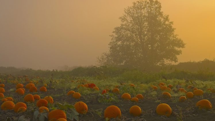 pumpkin, Patch, Halloween, Autumn HD Wallpaper Desktop Background