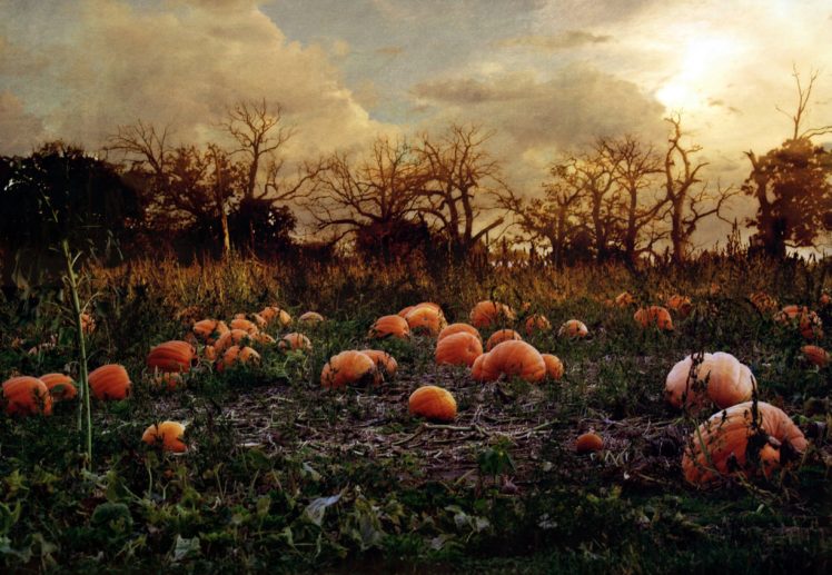 Download pumpkin, Patch, Halloween, Autumn Wallpapers HD / Desktop ...