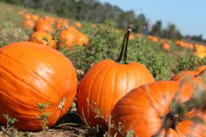 pumpkin, Patch, Halloween, Autumn