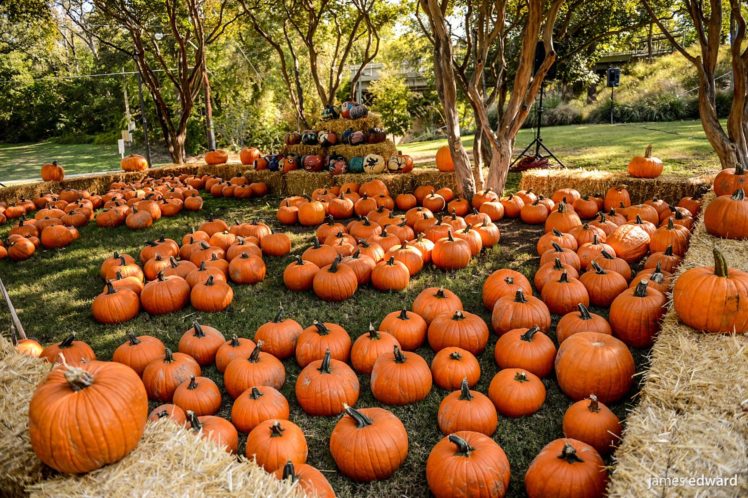pumpkin, Patch, Halloween, Autumn HD Wallpaper Desktop Background