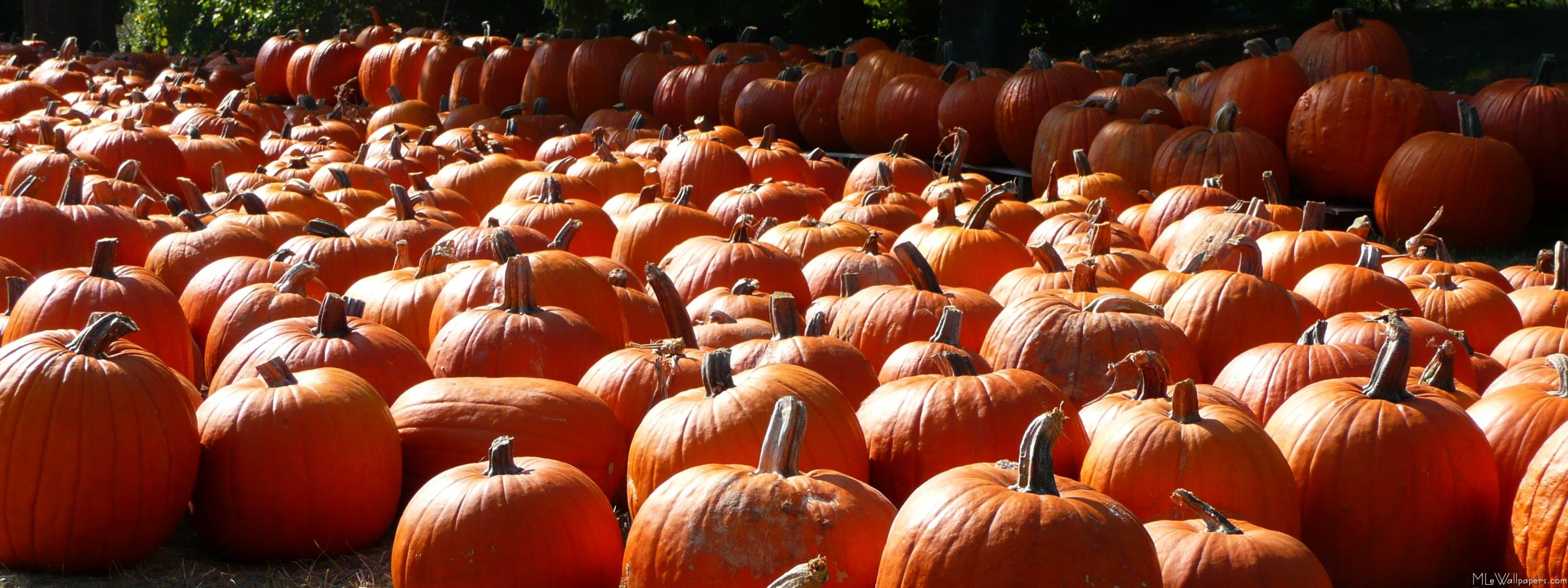 pumpkin, Patch, Halloween, Autumn Wallpaper