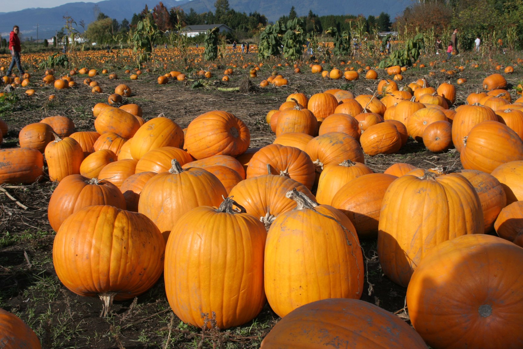 pumpkin, Patch, Halloween, Autumn Wallpapers HD / Desktop and Mobile