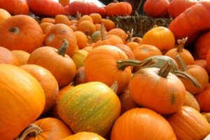 pumpkin, Patch, Halloween, Autumn