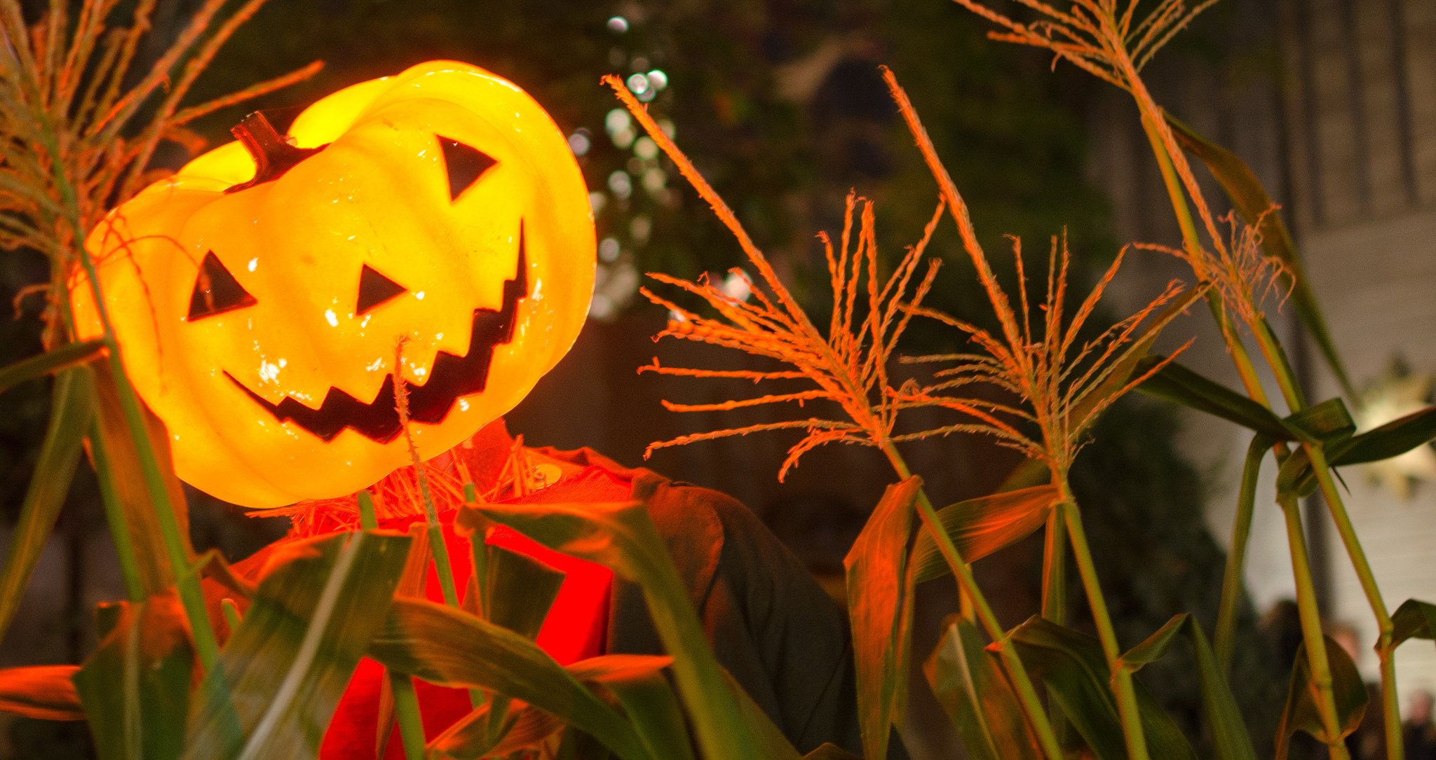 halloween, Citrouille, Pumpkin Wallpaper