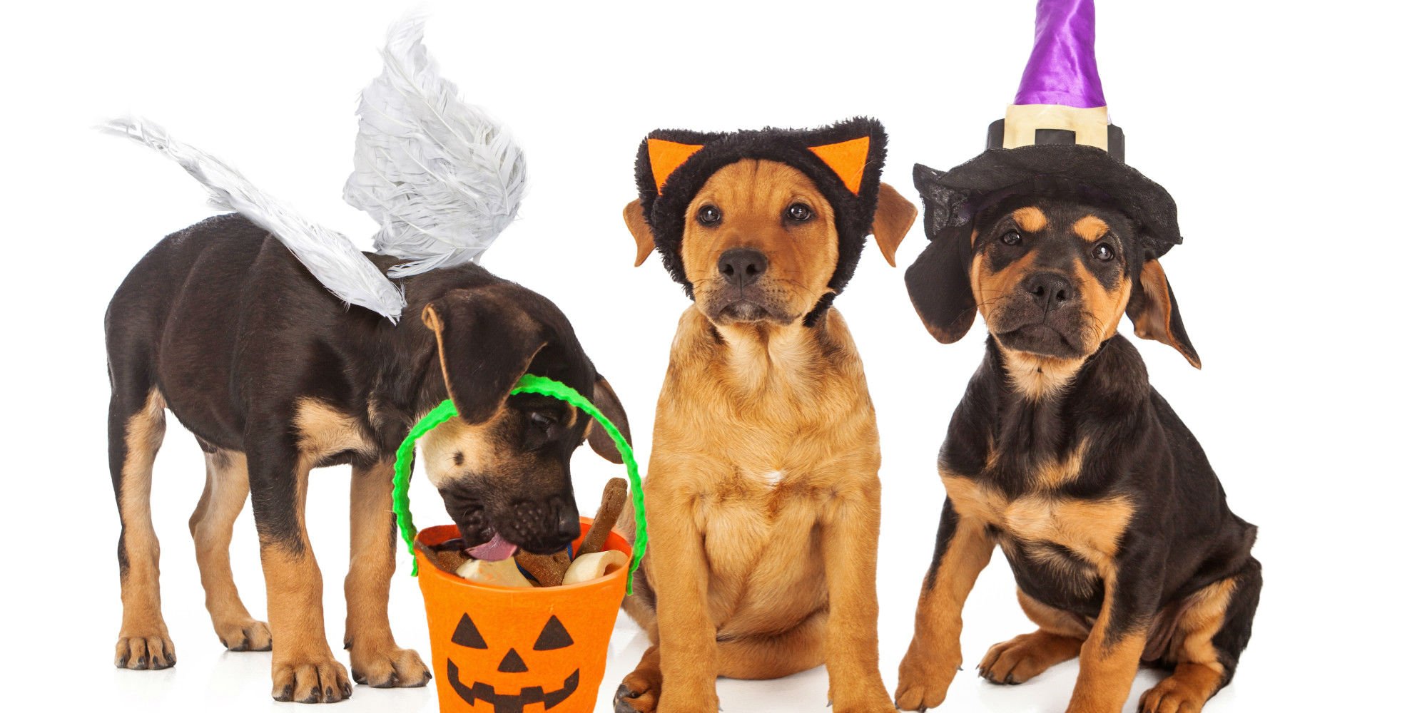 halloween, Puppy Wallpapers HD / Desktop and Mobile Backgrounds