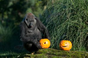 halloween, Gorilla, Monkey