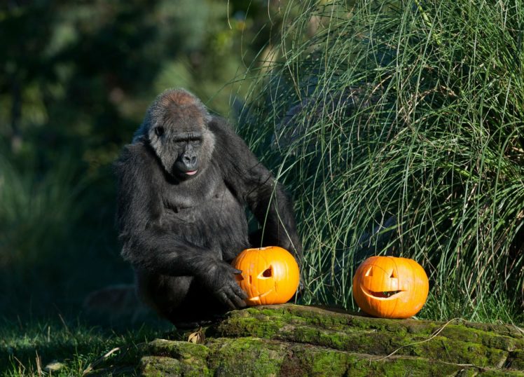 halloween, Gorilla, Monkey HD Wallpaper Desktop Background