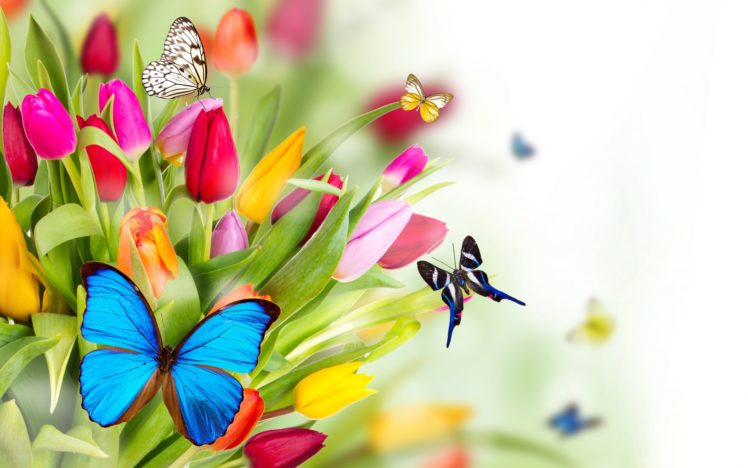 spring, Flowers, Tulips, Butterflies, Bokeh, Art, Summer HD Wallpaper Desktop Background