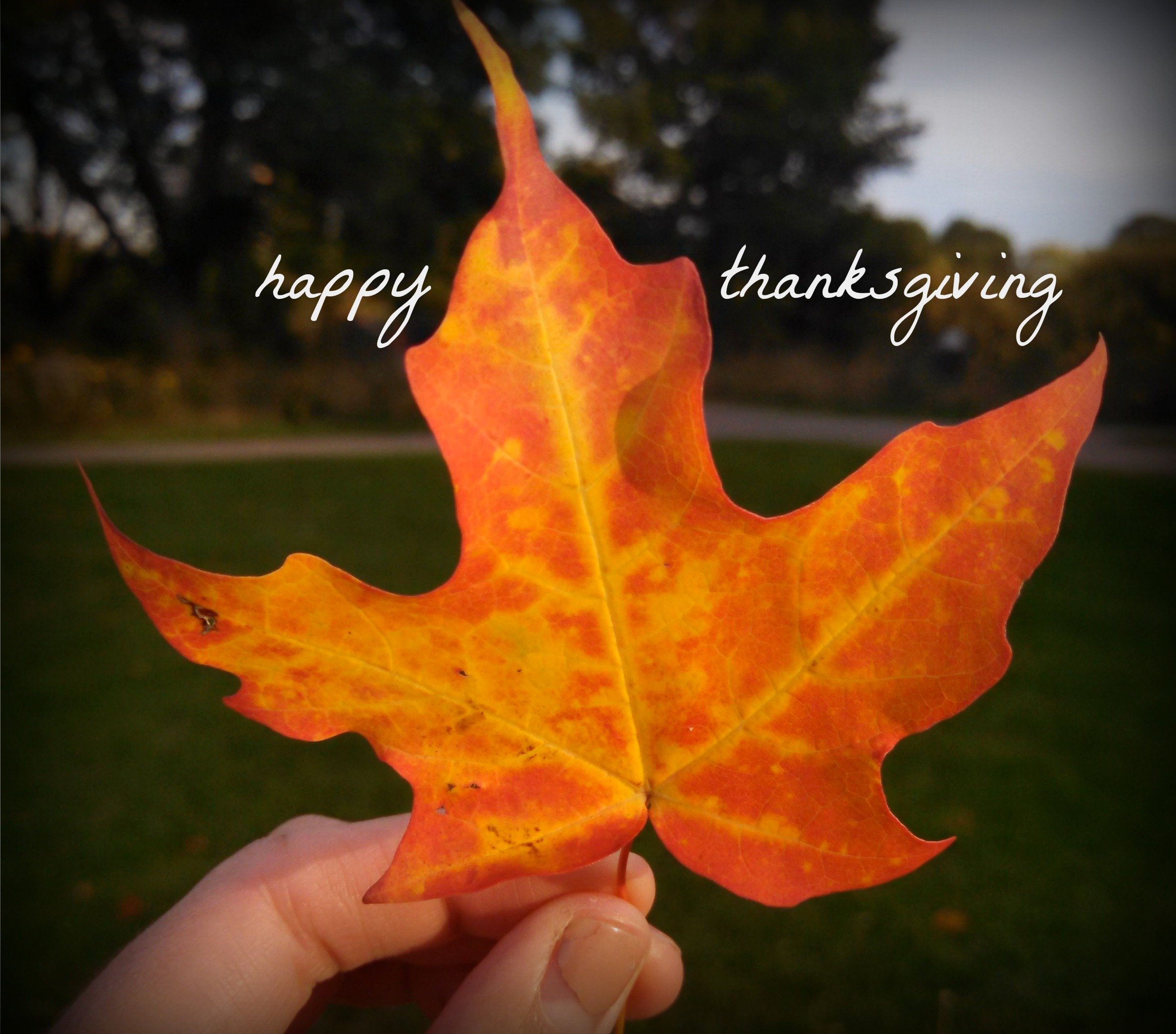 thanksgiving, Holiday, Turkey Wallpaper