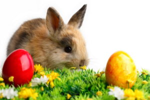 cute, Rabbits, Easter, Holidays, Seasonal