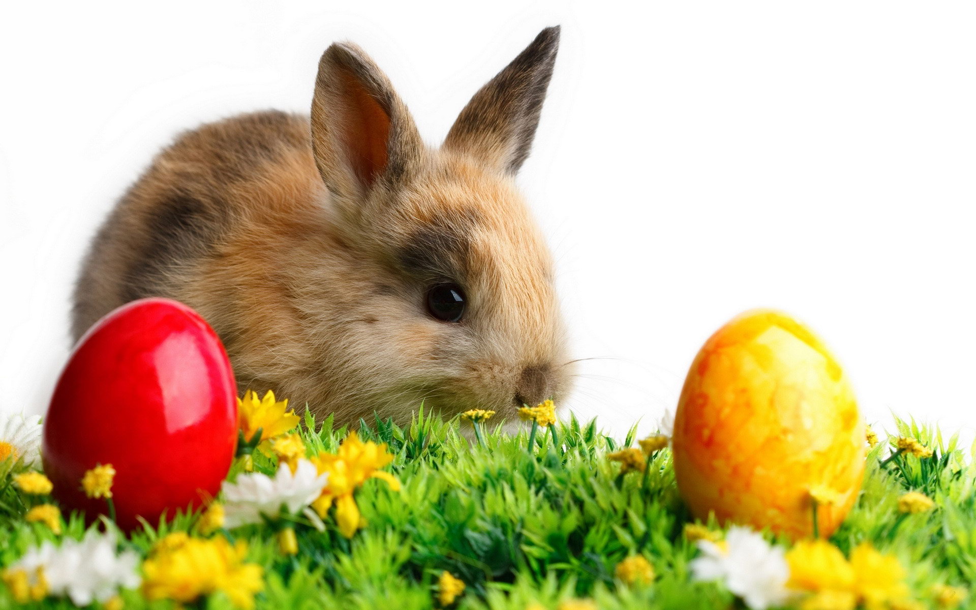 cute, Rabbits, Easter, Holidays, Seasonal Wallpaper