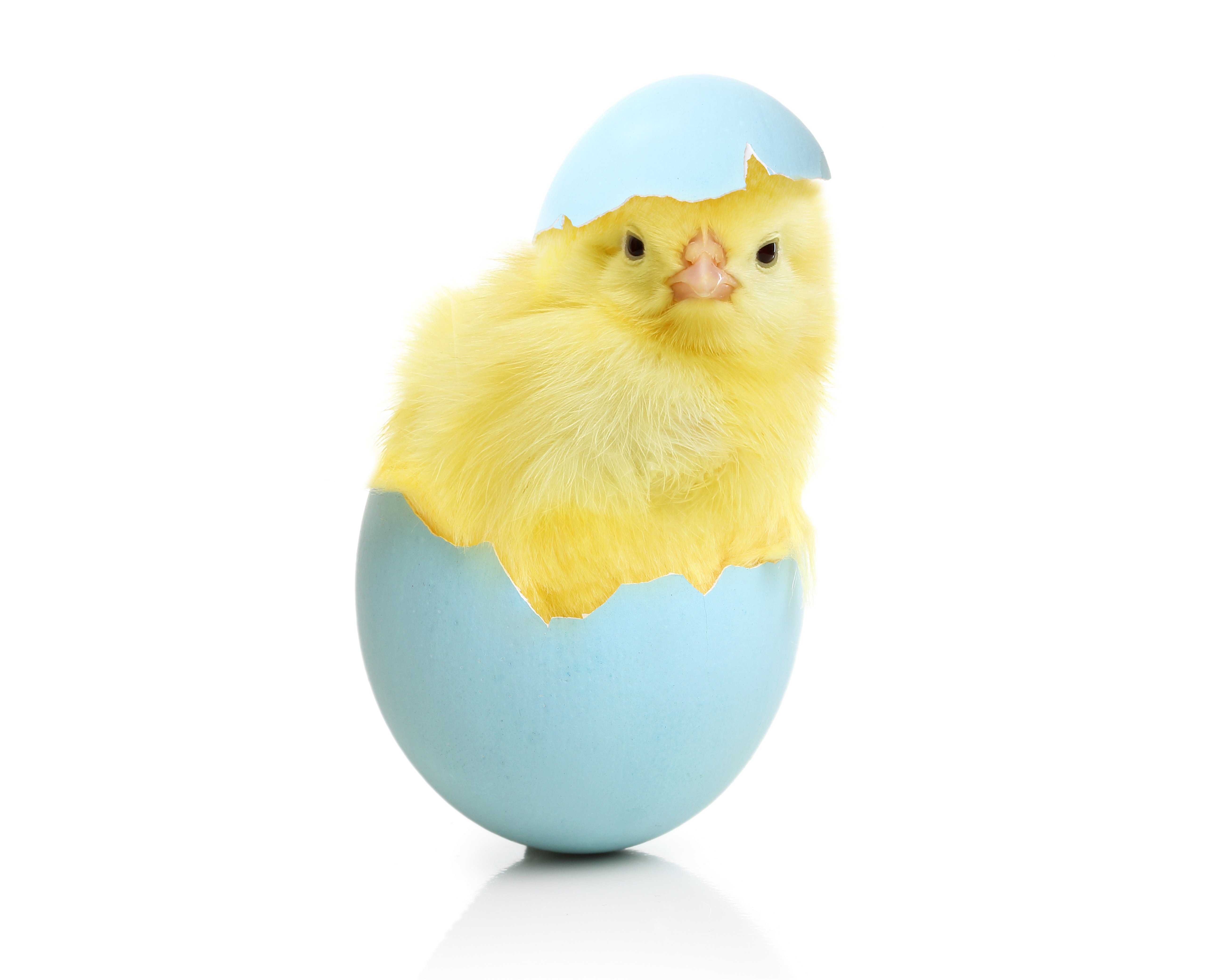chicken, Eggs, Animals, Egg, Easter, Chick, Baby Wallpaper
