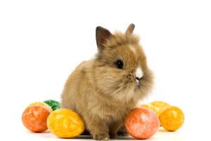 rabbit, Holidays, Easter, Eggs, Animals, Baby