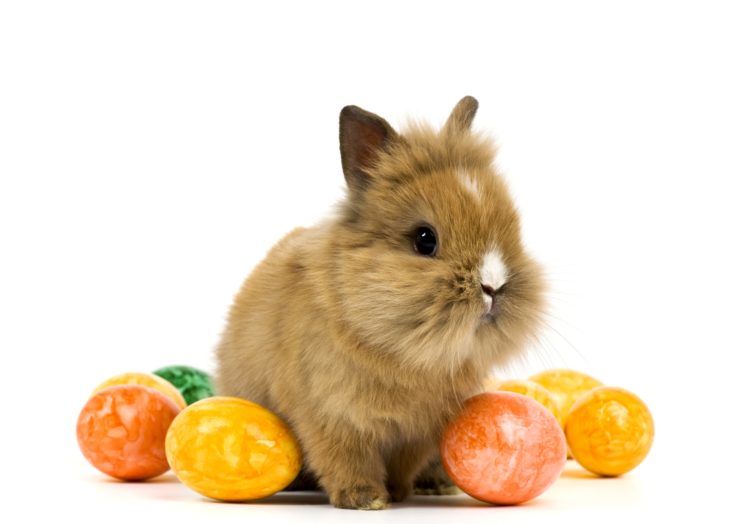 rabbit, Holidays, Easter, Eggs, Animals, Baby HD Wallpaper Desktop Background