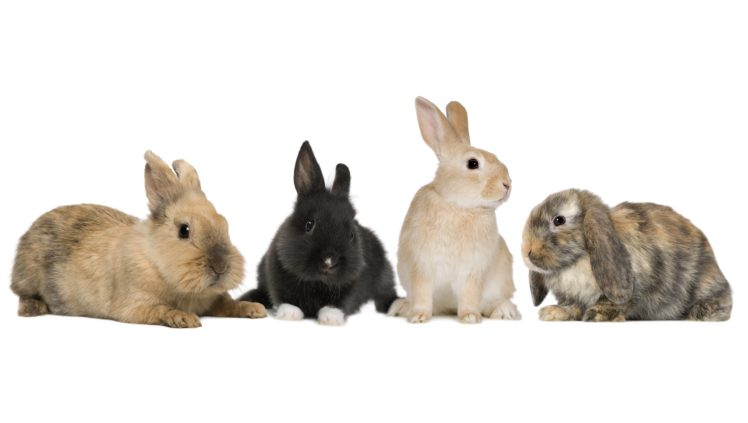 rabbit, Easter HD Wallpaper Desktop Background