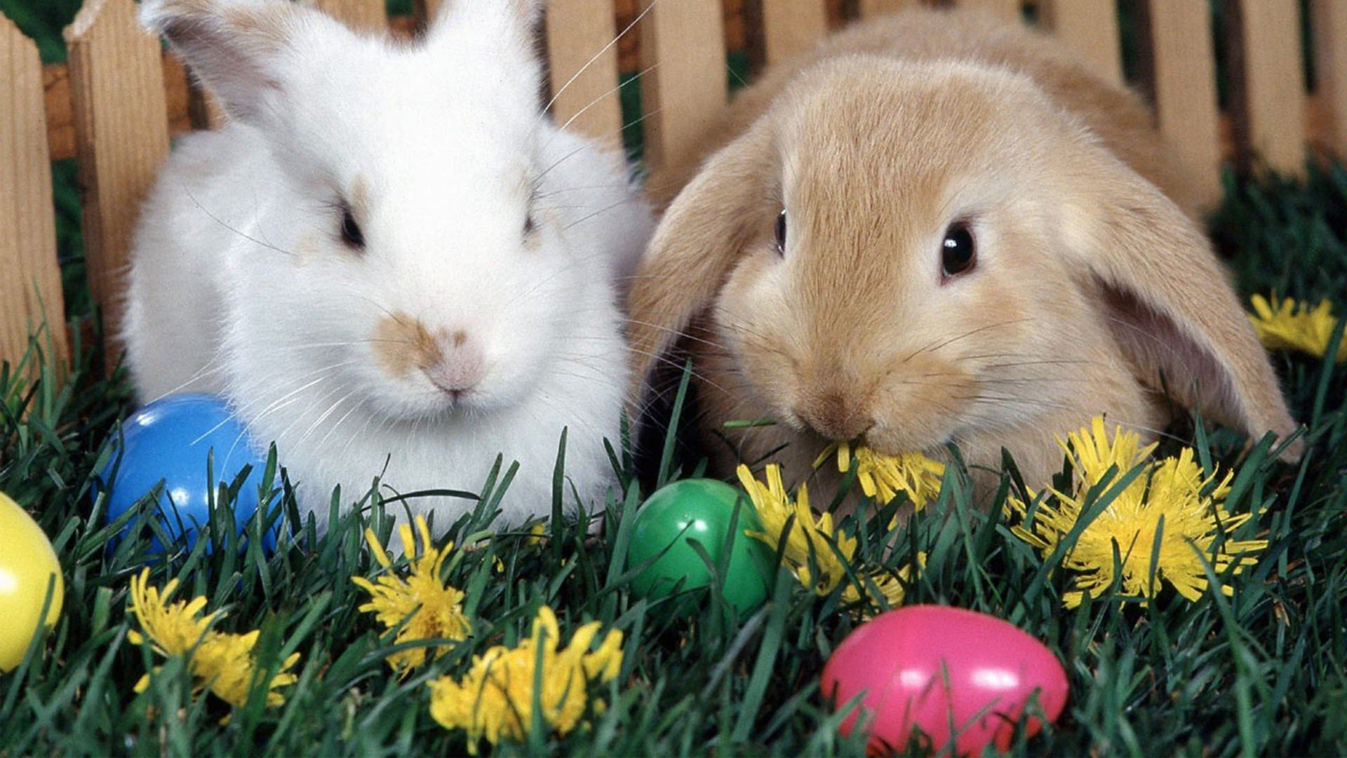 easter, Holiday Wallpaper