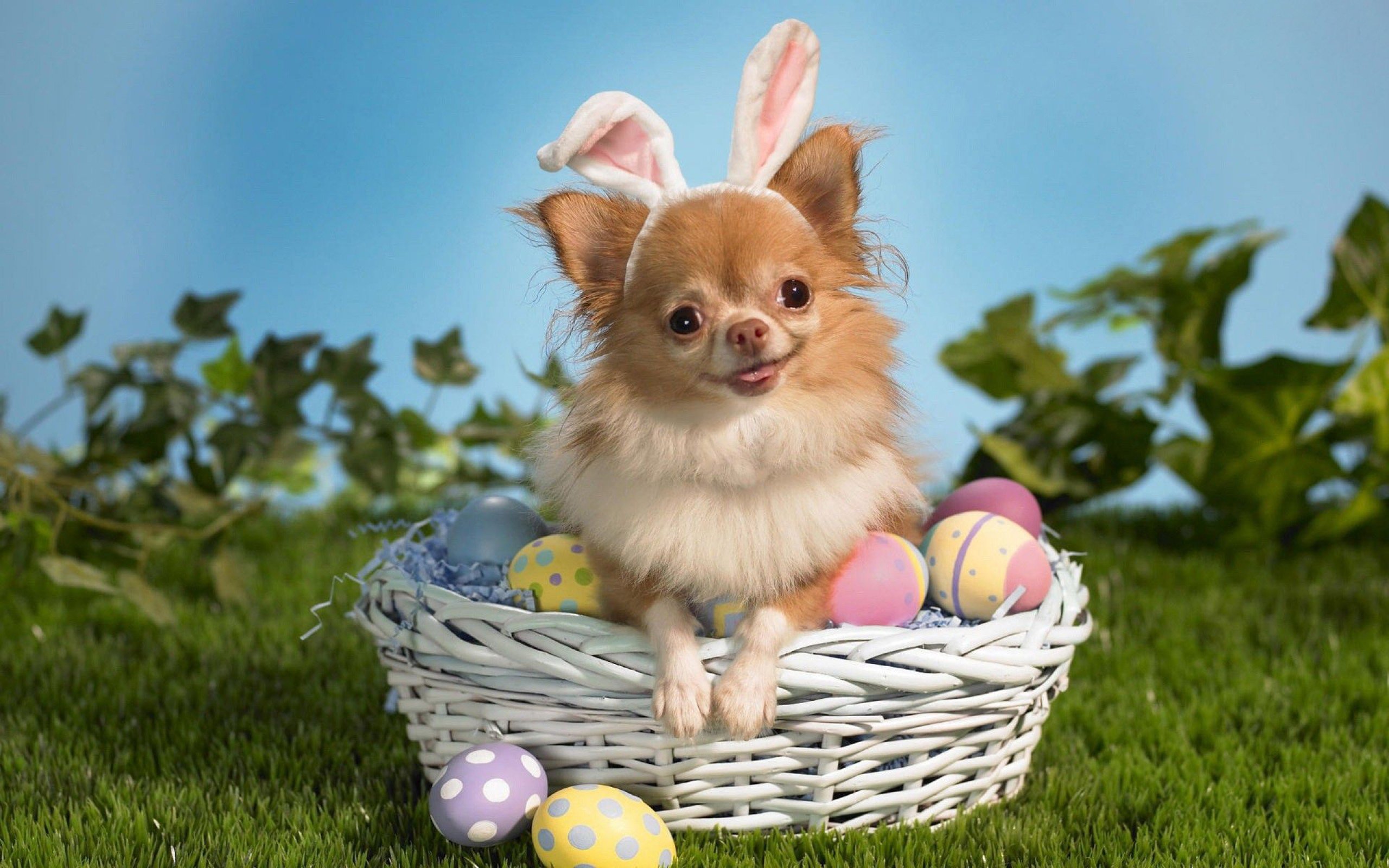 easter, Holiday Wallpaper