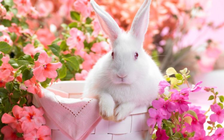 easter, Rabbit, Flowers HD Wallpaper Desktop Background