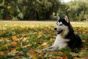 nature, Autumn,  season , Animals, Leaves, Dogs, Husky, Siberian, Husky