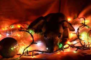 lights, New, Year, Christmas, Dogs
