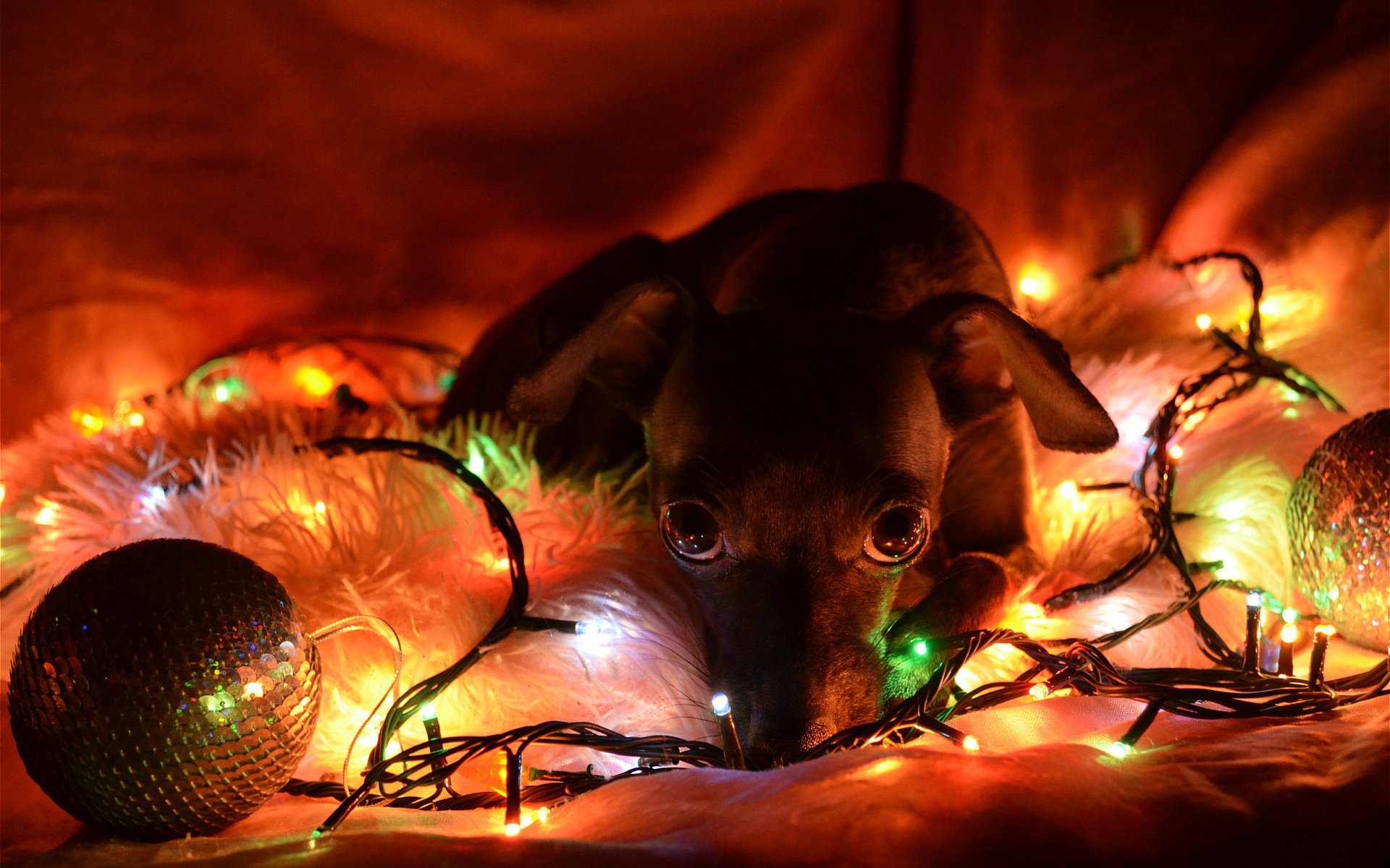 lights, New, Year, Christmas, Dogs Wallpaper