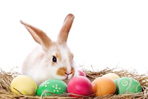 huevos, Pascua, Pintados, Conejo
