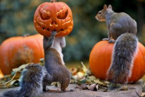ratas, Calbazas, Halloween
