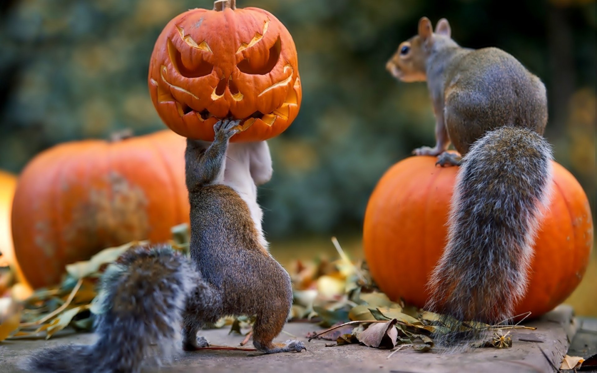 ratas, Calbazas, Halloween Wallpaper