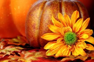 autumn, Fall, Landscape, Nature, Tree, Forest, Leaf, Leaves, Pumpkin, Flower, Thanksgiving