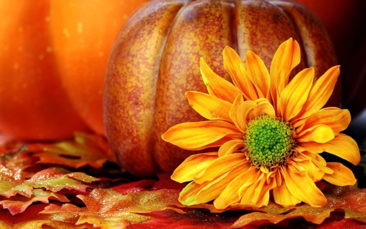autumn, Fall, Landscape, Nature, Tree, Forest, Leaf, Leaves, Pumpkin, Flower, Thanksgiving HD Wallpaper Desktop Background