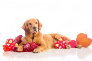 dogs, Valentineand039s, Day, Retriever, Heart, Glance, Animals