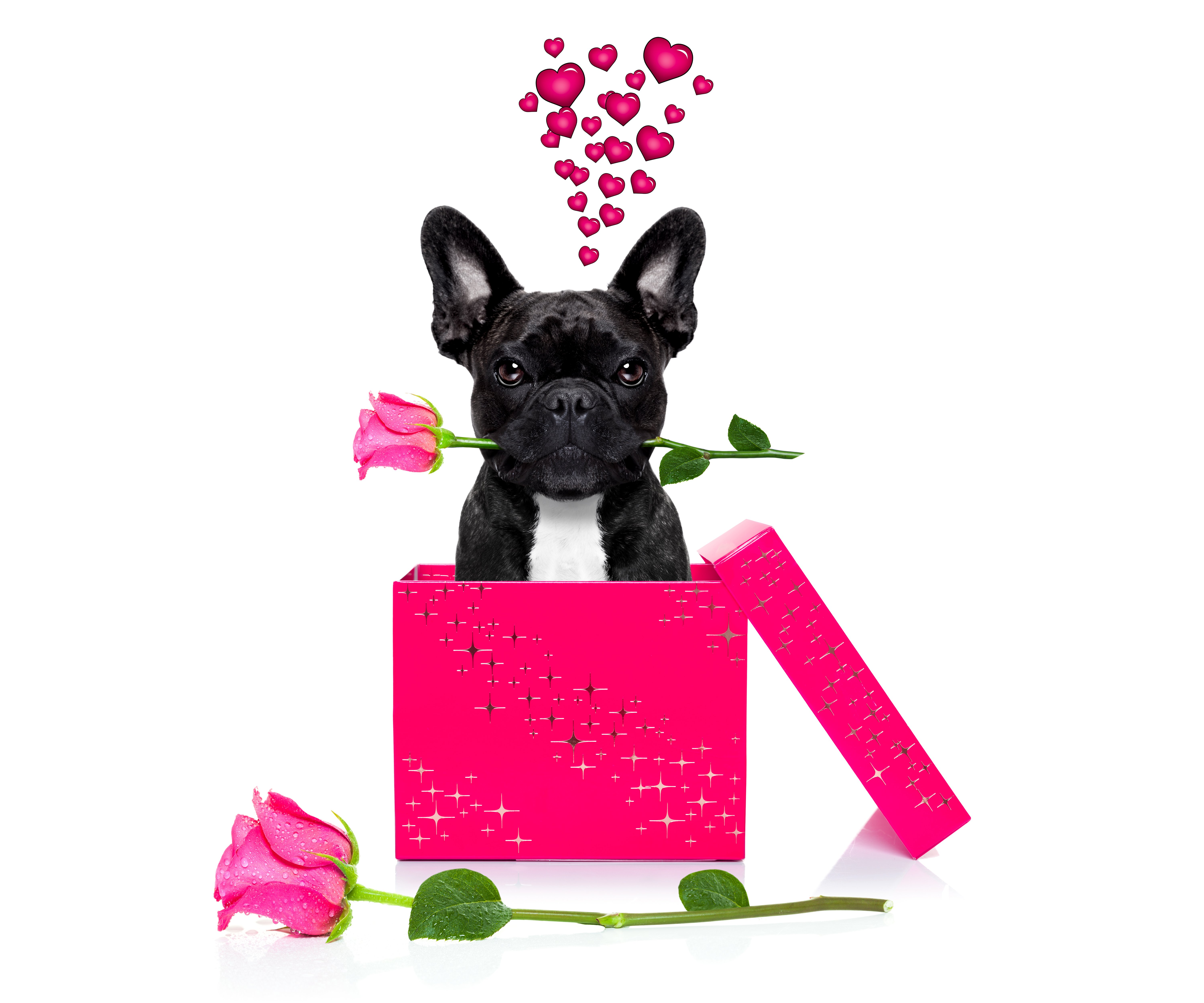 valentineand039s, Day, Dogs, Roses, Bulldog, Black, Heart, Box, Animals Wallpaper