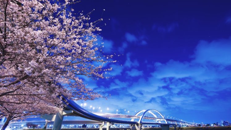 japan, Sakura, Hokkaido HD Wallpaper Desktop Background