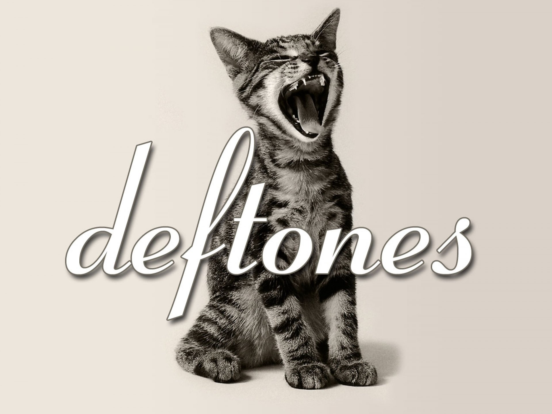 deftones, Alternative, Metal, Experimental, Rock, Nu metal, Heavy, Hard, Cat, Kitten Wallpaper
