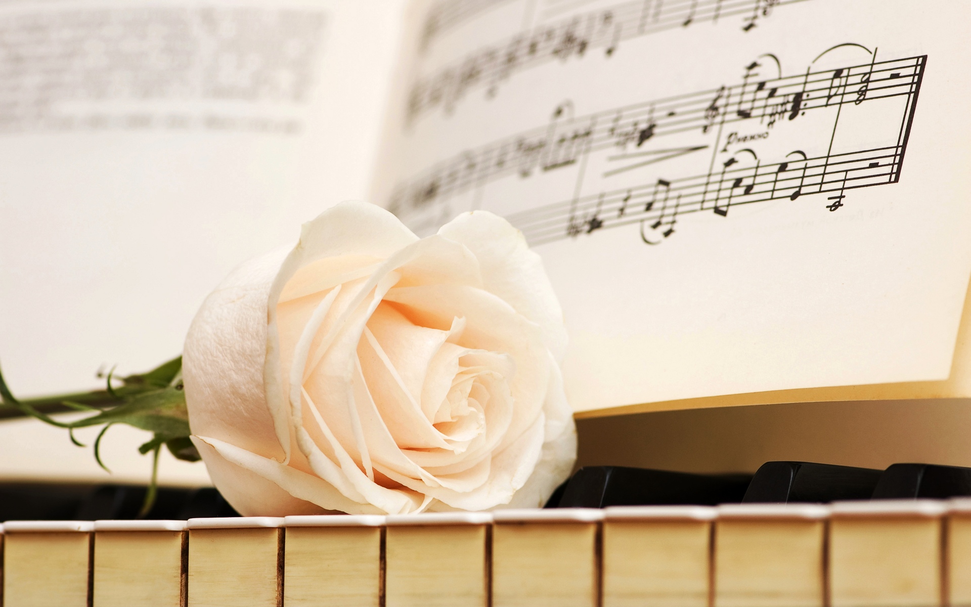 notes, Keys, Rose, White, Piano, Flowers Wallpaper
