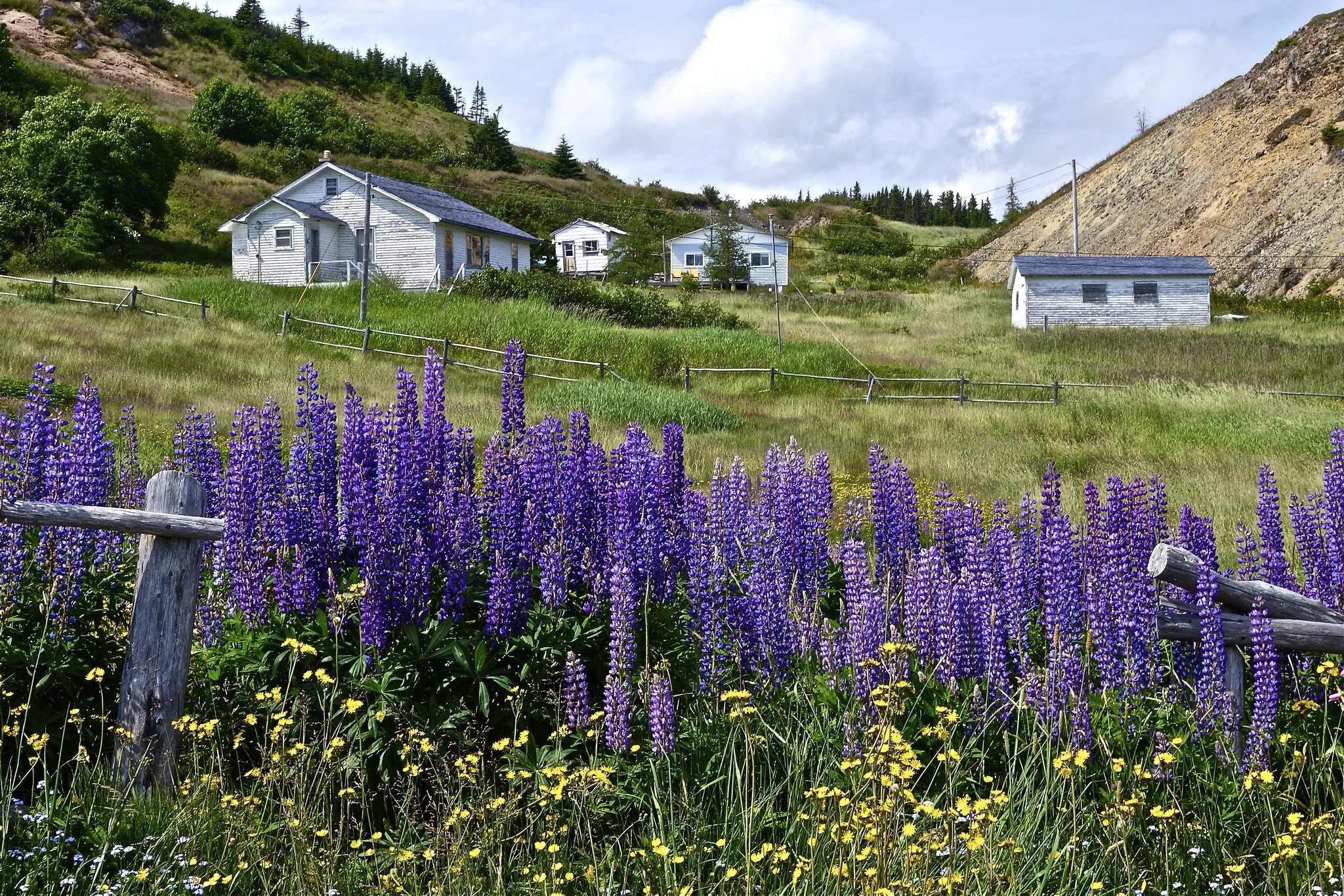 canada, Lupinus, Houses, Grass, Port, Rexton, Nature, Wallpapers Wallpaper