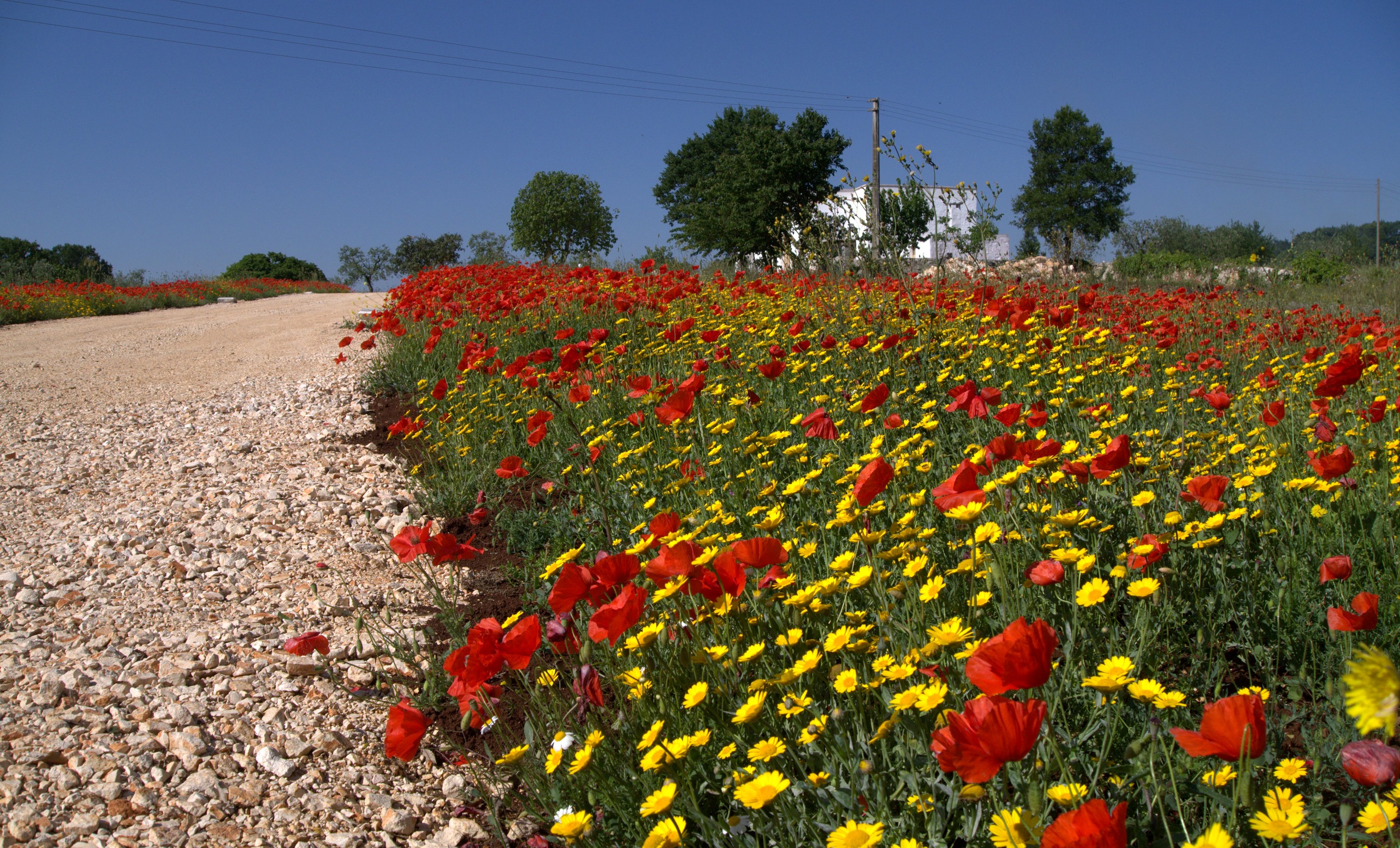 fields, Poppies, Camomiles, Nature, Wallpapers Wallpaper