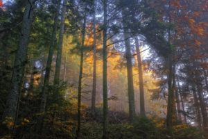 forests, Autumn, Trunk, Tree, Nature, Wallpapers