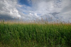 fields, Sky, Ear, Botany, Clouds, Nature, Wallpapers