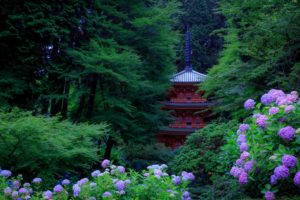 japan, Gardens, Hydrangea, Pagodas, Trees, Kyoto, Nature, Wallpapers