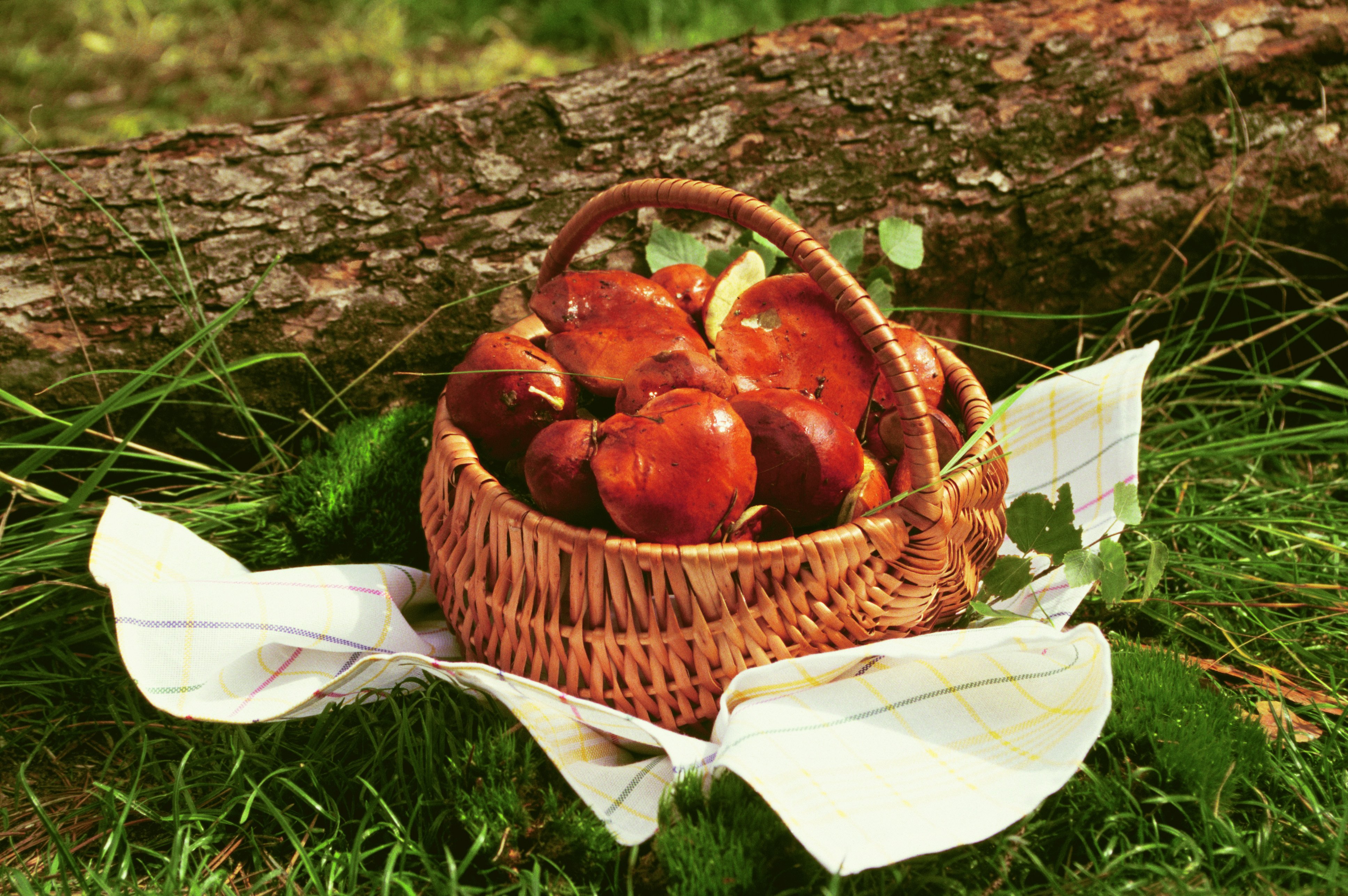 mushrooms, Wicker, Basket, Nature, Wallpapers Wallpaper