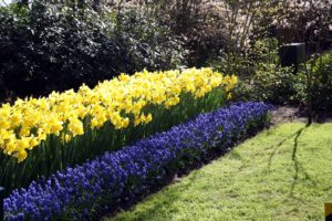 netherlands, Parks, Hyacinths, Daffodils, Keukenhof, Gardens, Nature, Wallpapers