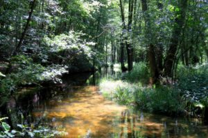 poland, Forests, Rivers, Budy, Nature, Wallpapers