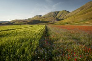 italy, Scenery, Mountains, Fields, Poppies, Castelluccio, Umbria, Nature, Wallpapers