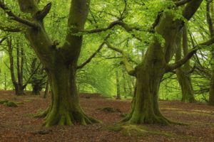 scotland, Callander, Bracklinn, Forests, Trees, View, Nature